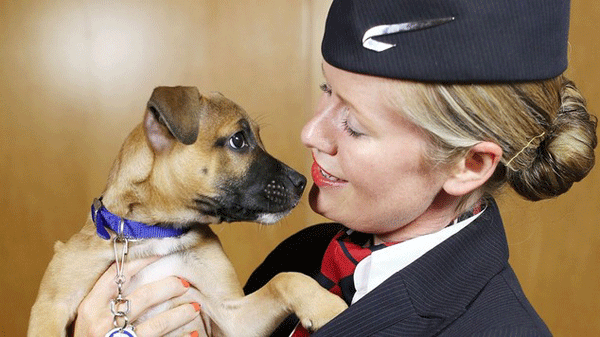 British Airways launches Paws & Relax channel