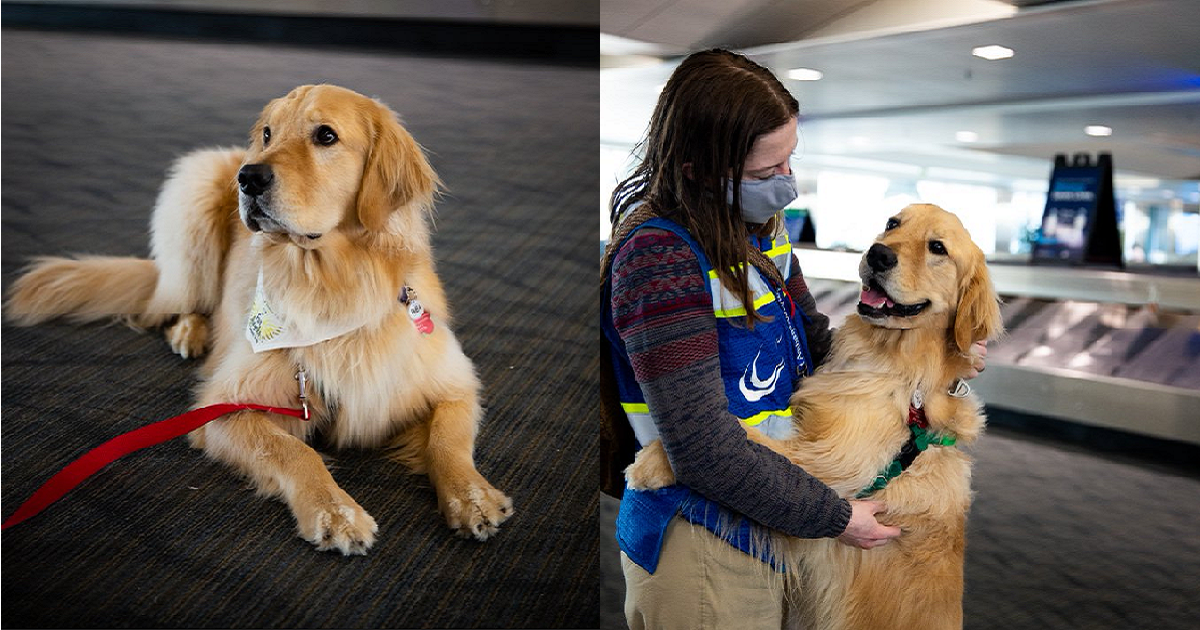 Detroit Metro introduces pet therapy dogs and sunflower lanyards