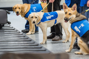 Trainee guide dog puppies at Edinburgh Airport
