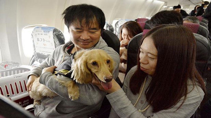 Owners, dogs travel together on special Japan Airlines tour