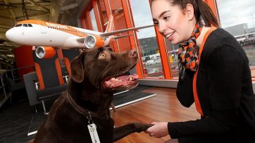 easyJet passengers can now book a pet sitter along with their flight